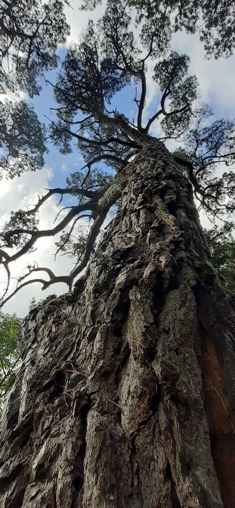 Conkleton's tweet image. #treebeard#trees are the #streams of #life

Connecting #sky &amp;amp; #earth creating #life 

#nature #iow #nARTure #isleofwight #naturephotography #isleofwightphotography #treephotography #gaia #instalex