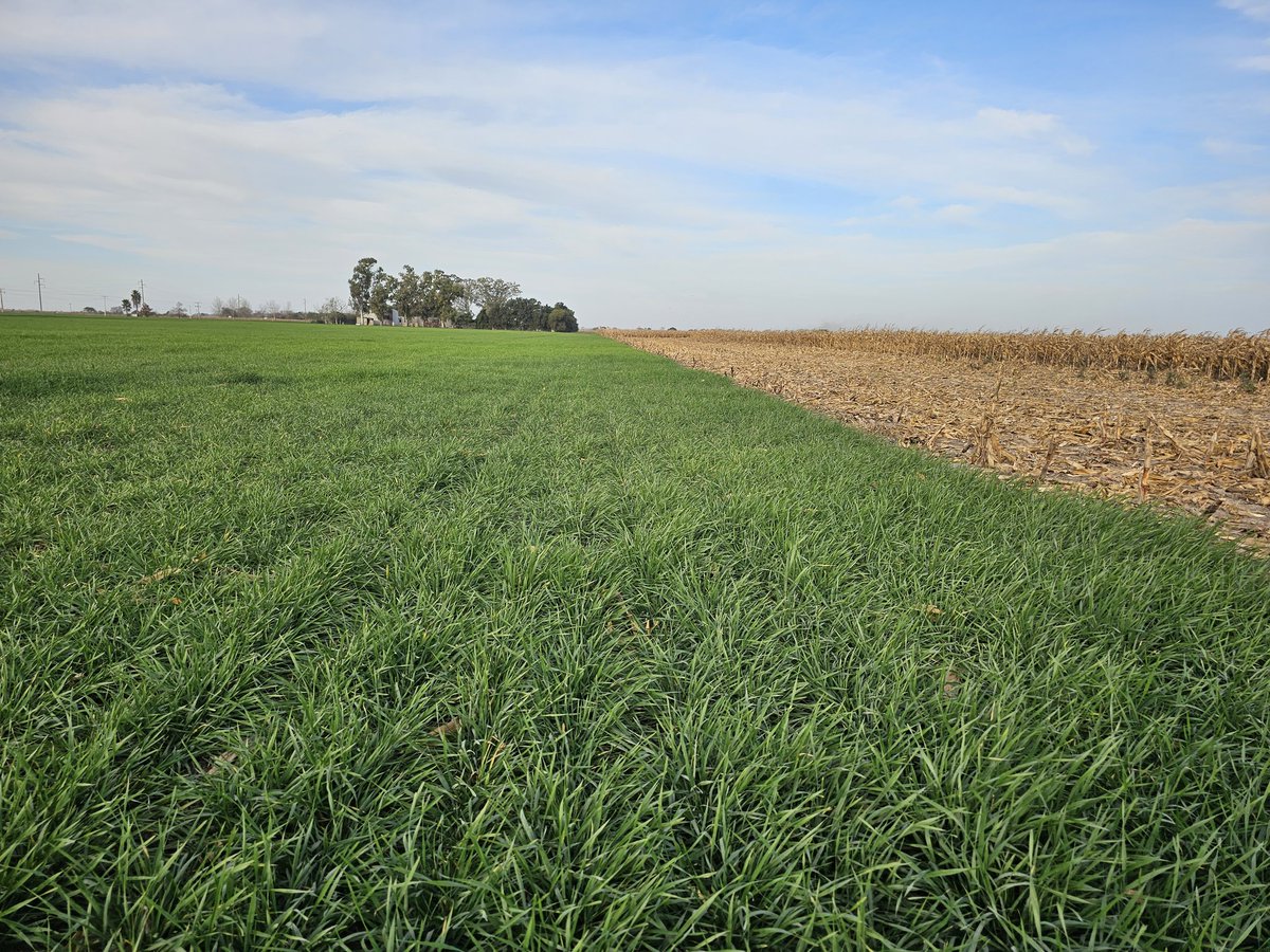 flor_ricca78's tweet photo. Mi oficina hoy. Cosecha de maíz 🌽 @DekalbArgentina #procarbono con @FieldViewArg💻 y @AKRONMaquinaria @JohnDeereArg en primer plano trigo 🌱♻️ #Hb4 @bioceressemilla https://t.co/I4HRVsuAvM
