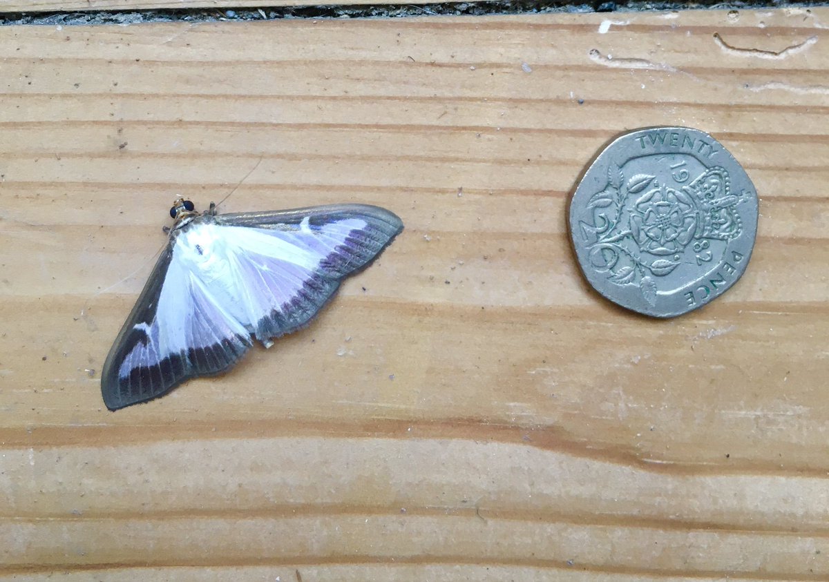 Moth ident, anyone?