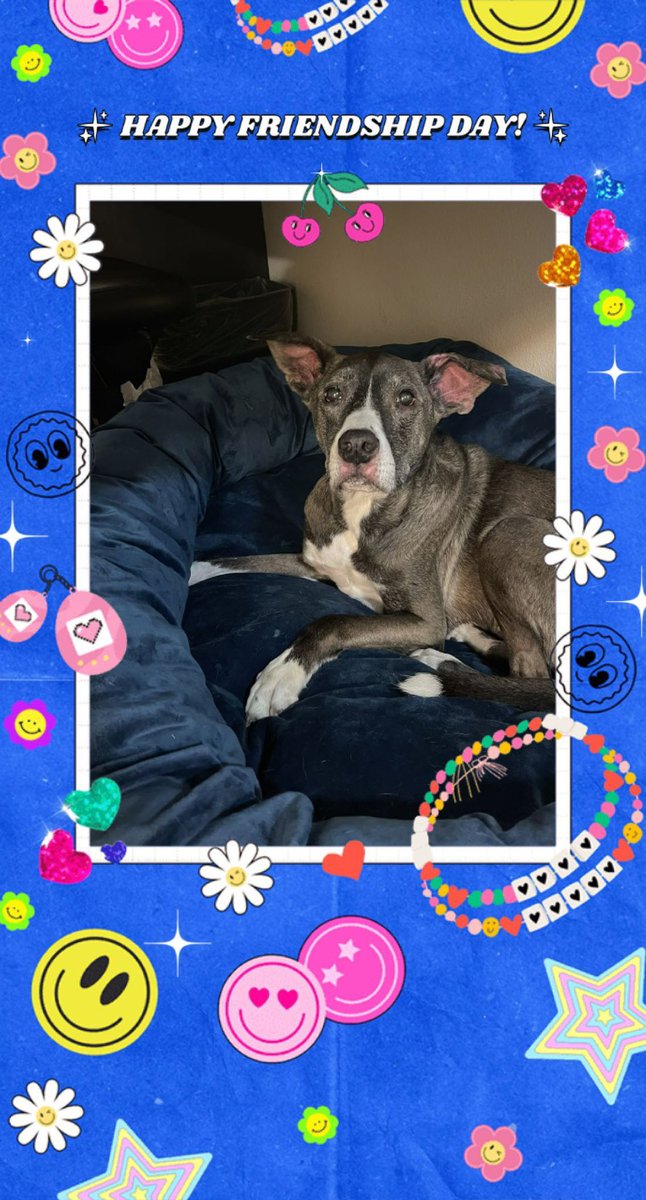 FurKidAdventure's tweet photo. We have been off social media for a while cuz Humum had to deal with life. We have missed our friends and I want to say #HappyFriendshipDay 💙~Jax #AmericanStaffordshireTerrierMix #AmStaffMix #PitMix #PittyMix #Dogs #DogsAreLove #DogsAreFamily #MyFurKidds https://t.co/Ibtrj954ni