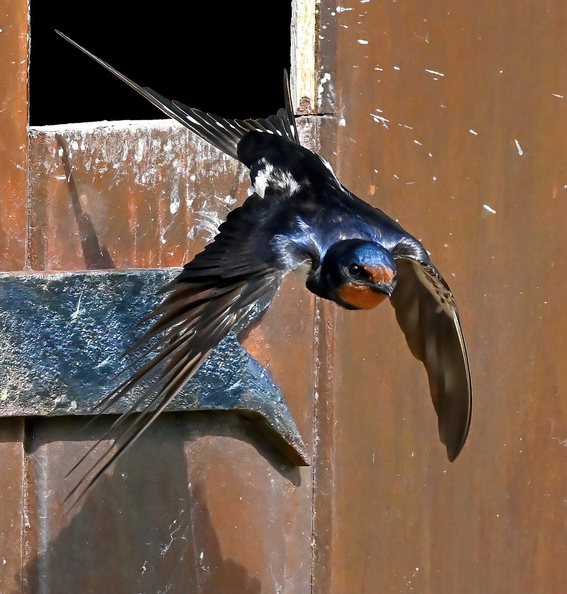 Swallow leaving home! 😁
 Taken at Martin's Haven in Pembrokeshire. 🐦