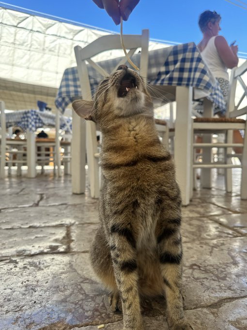 I&rsquo;m fucking exhausted again, tomorrow should be more relaxing, but here some pics from going on three<a href="/tag/nationalpizzaday"class="tags"><span>#nationalpizzaday</span></a><a href="/tag/pizzaday"class="tags"><span>#pizzaday</span></a>