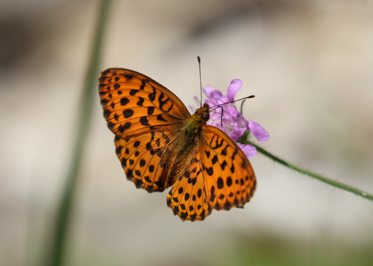 A few more from Slovenia in June - the excellent Mostnica Gorge produced 4 species of fritillary including this beautiful Marbled, plus Heath, Pearl-bordered and Silver-washed (and Dukes, not a fritillary!). #wildslovenia