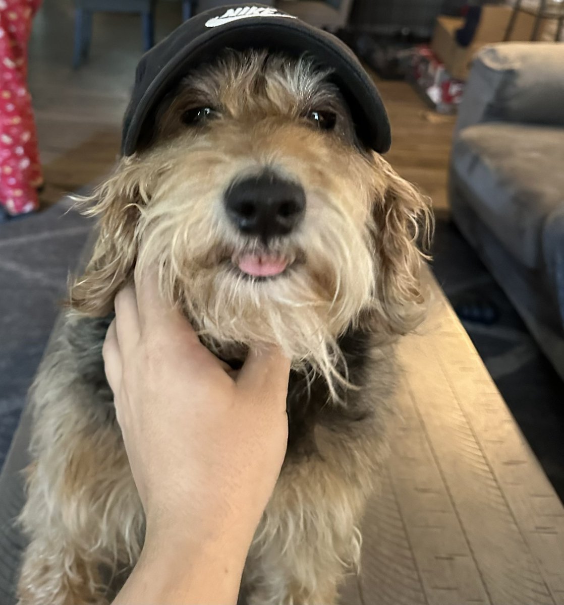 Put a dad hat on my dog &amp; she looks a lot like .<a href="/Rhett/">Rhett Mankind</a> from good <a href="/Mythical/">Rhett & Link</a> morning 🤣