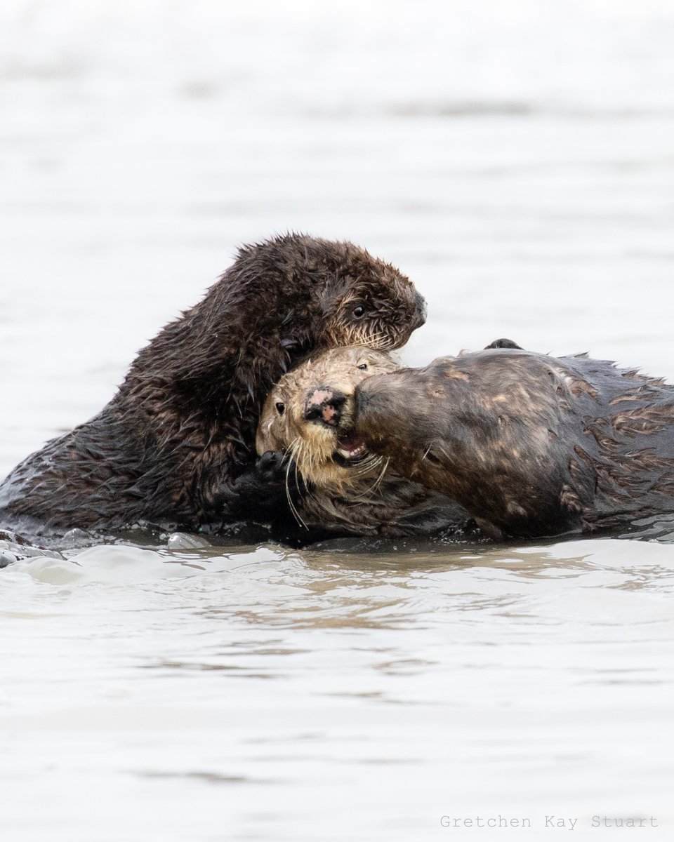 🦦What could be better than a Sunday morning #seaotter cuddle puddle? 

No, but seriously 🥹

📸: Gretchen Kay Stuart | #seaotters #montereybay #elkhornslough #marinemammals #elakhaalliance