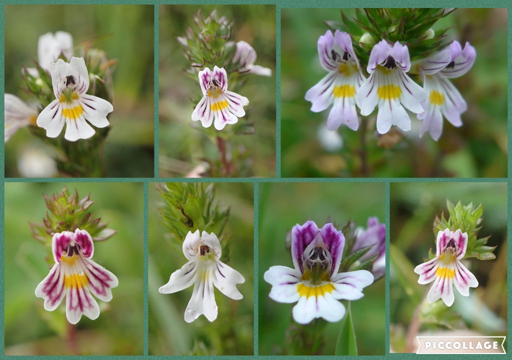 Eyebrights (Euphrasia sp) on the South Downs, tiny jewels in the rain and wind #wildflowerhour