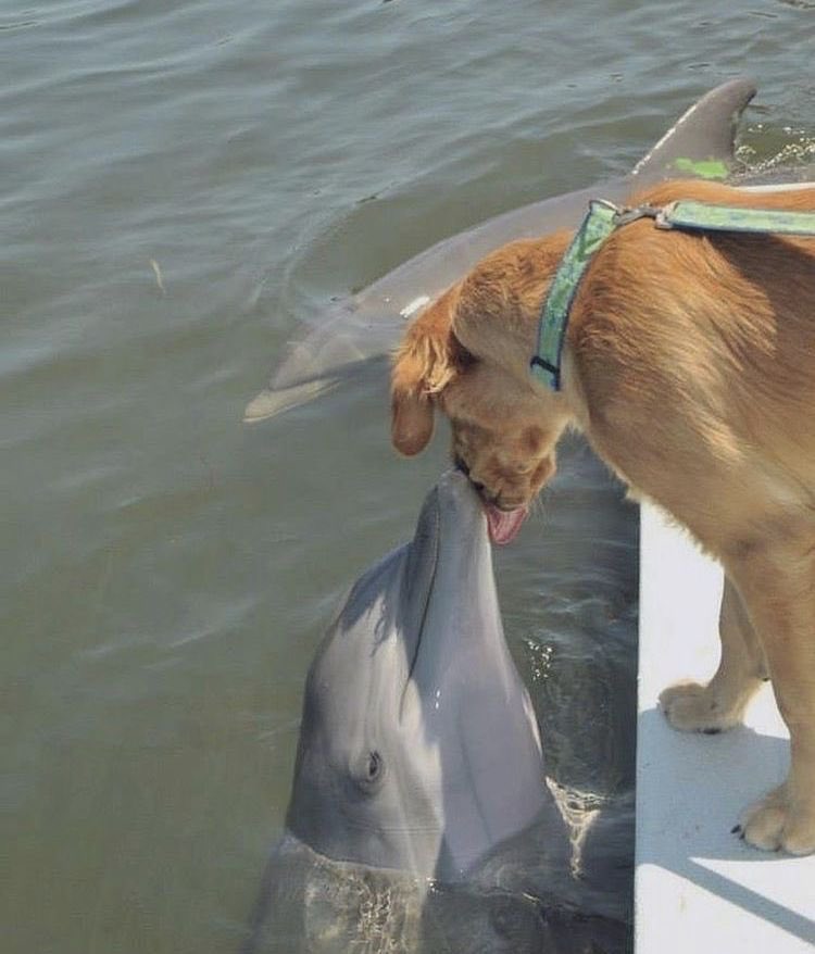 💖 (@twaniimals) on Twitter photo 