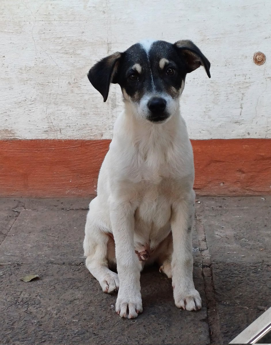 LiliEspinolaF's tweet photo. Holi! Confío en la magia de Twitter! 🤞🏻
Ayer encontramos a este cachorro a punto de ser atropellado en la avda. San Isidro (Lambaré)
Le tengo en mi casa mientras pero no lo puedo dejar mucho tiempo lastimosamente, así que le estamos buscando un hogar! Ayúdenme porfa compartiendo+ https://t.co/dayapgRlcr