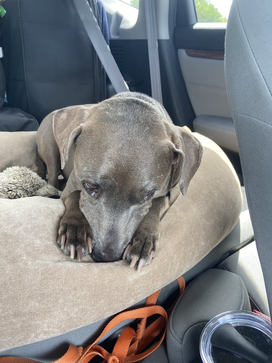 analisacantu's tweet photo. @katiebindley Our rescue Rosie felt v reflective after reading this one https://t.co/iEEmRXaMHb
