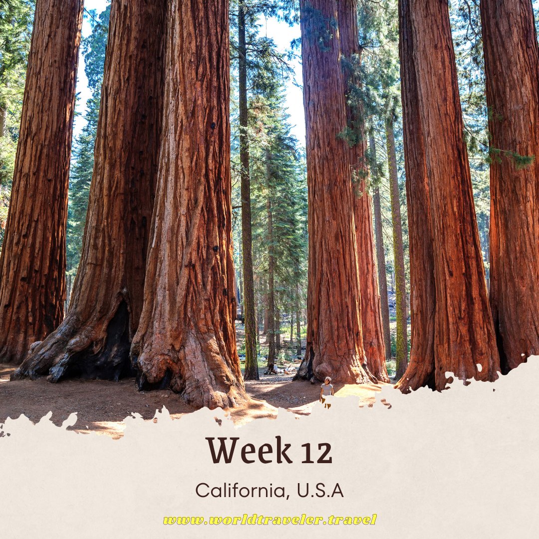 Week 12 of 13 - California, U.S.A 🇺🇸