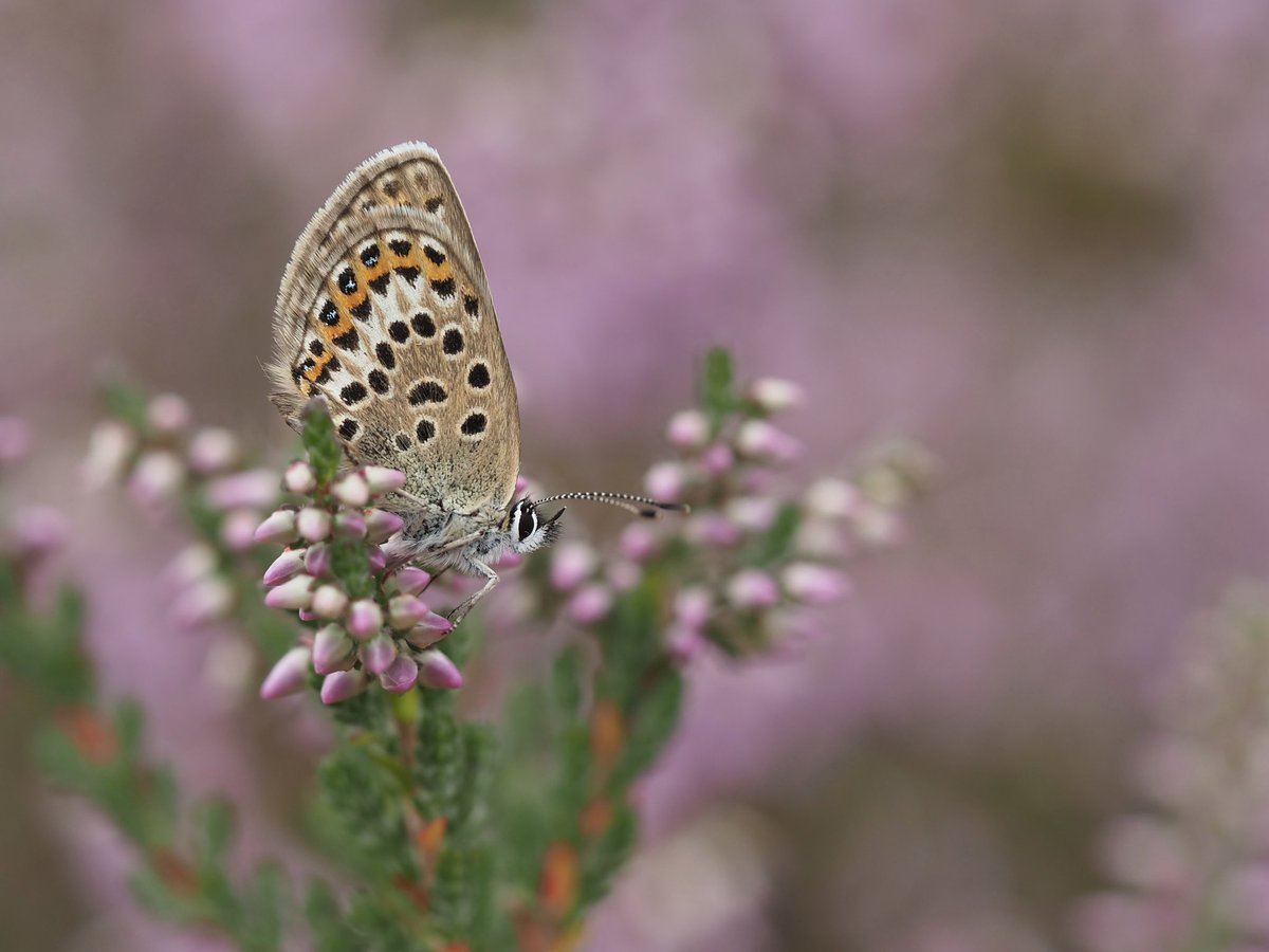 mixaeljones's tweet photo. Lovely to see a female Silver-studded Blue on my local heath this weekend. I thought I’d have to wait until next year to see one again!🦋

#SilverStuddedBlue
#BroxheadCommon https://t.co/Su7Uqpg3Zy