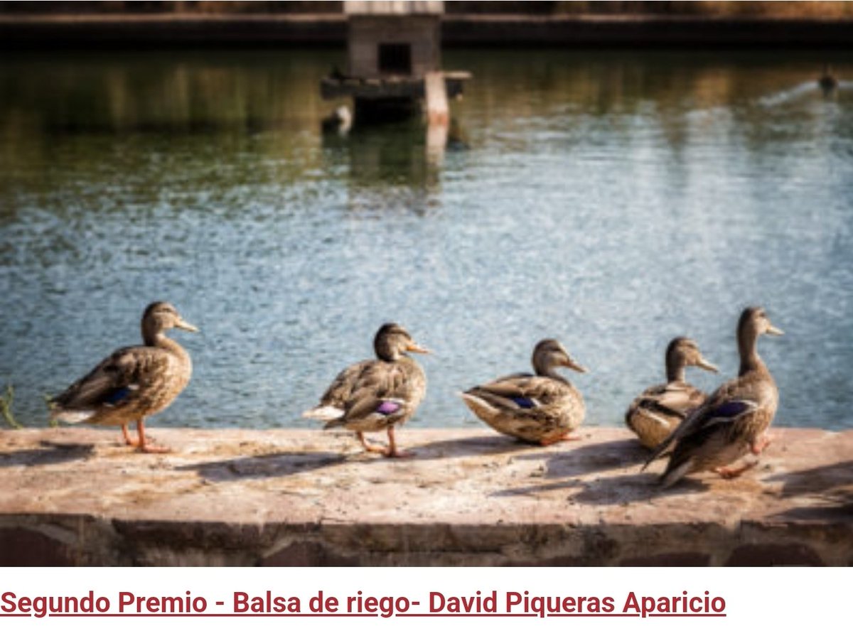 almonecir's tweet photo. Éstas han sido las tres fotografías ganadoras del XIV Concurso de Fotografía Castillo de Almonecir. Los autores y títulos están al pie de fotografía.
Enhorabuena a los premiados. https://t.co/JOaMqzs9QO