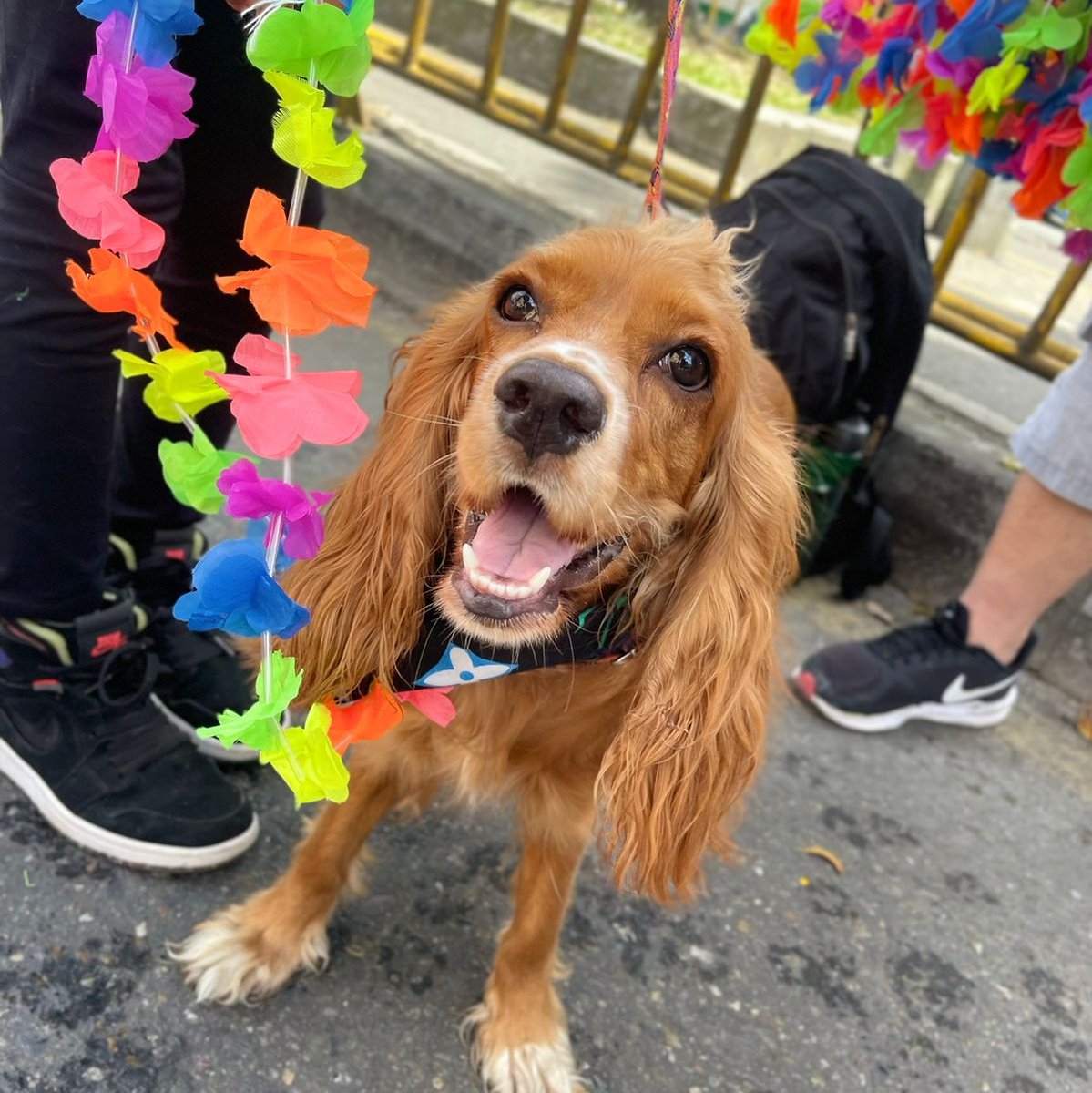 Juandiegogj's tweet photo. ¡Gran Caminata Canina de la Feria de las Flores! En nuestra Gobernación, el bienestar animal será una política seria con acciones inmediatas contra el maltrato animal.

Protegeremos la vida de todos seres sintientes de Antioquia. 🐶🐱
🤍💚
#GoAntioquia
#JuanDiegoGomezGobernador https://t.co/sHojnTXK9a