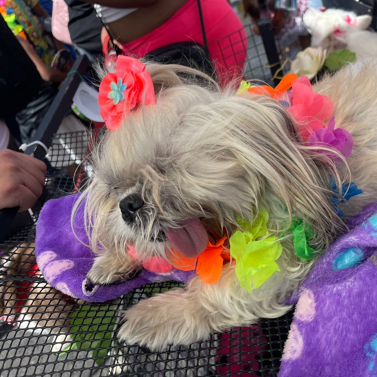 Juandiegogj's tweet photo. ¡Gran Caminata Canina de la Feria de las Flores! En nuestra Gobernación, el bienestar animal será una política seria con acciones inmediatas contra el maltrato animal.

Protegeremos la vida de todos seres sintientes de Antioquia. 🐶🐱
🤍💚
#GoAntioquia
#JuanDiegoGomezGobernador https://t.co/sHojnTXK9a