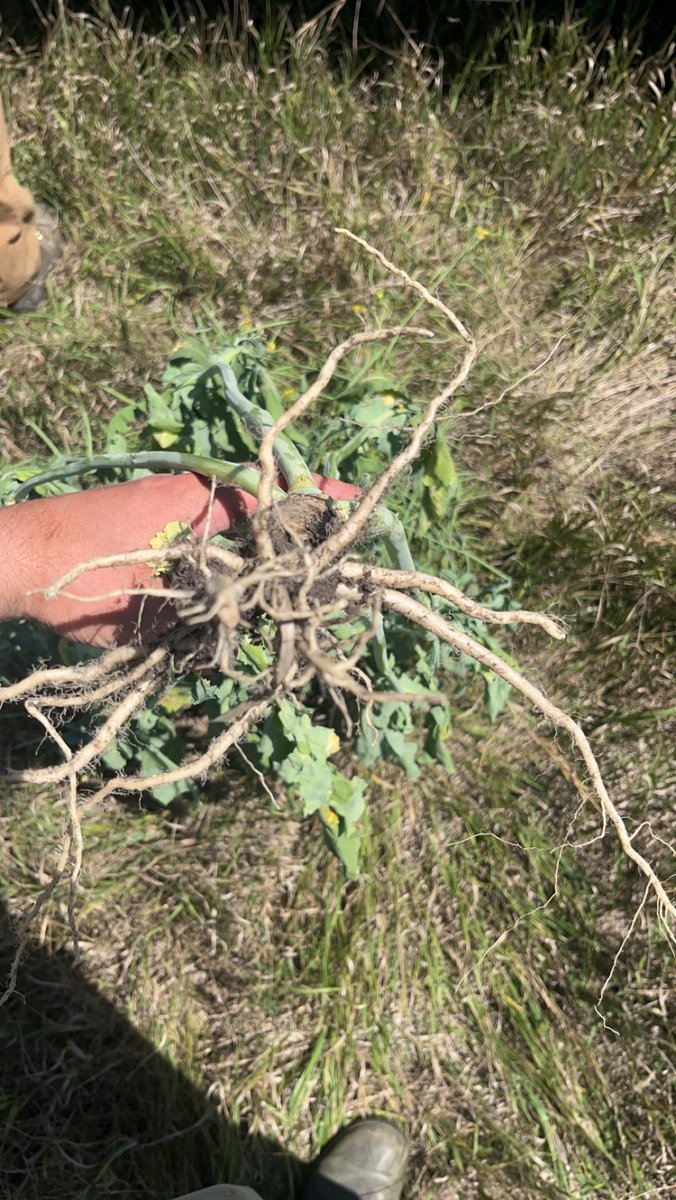 Selling 🎄trees early this year. 

(Our watering system broke so they’re getting dry.)☁️☁️

Let me know if you want to buy one🎄