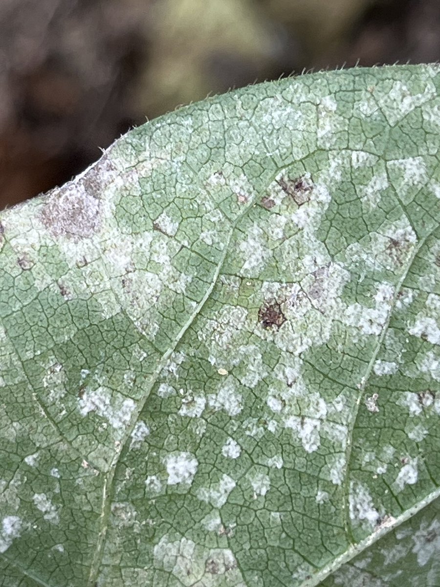 I think areolate mildew has showed up 7-10 days earlier than in 2022. Pay attention to the lower-to-middle canopy. Symptoms typically present on the leaf underside, but at least in MS we are seeing symptoms and signs of the fungus on the upper leaf #mscrops <a href="/CottonInc/">Cotton Incorporated</a>