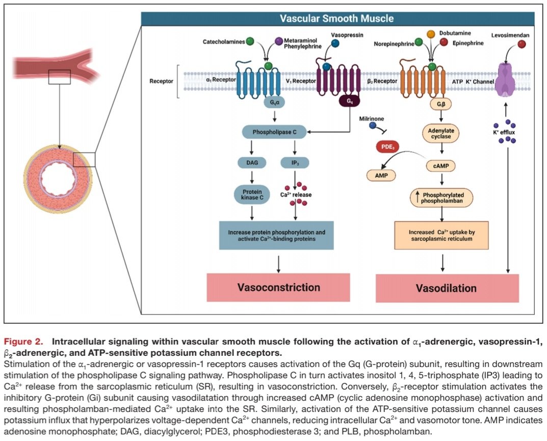 javier20ch's tweet photo. 📈Update2023: Vasopresores e Inotrópicos en Choque🫀💥. @JAHA_AHA🔝
🔴Repaso de la evidencia y farmacología: vasopresores, Inotrópicos e inodilatadores.💉
🔴1Line: NE ± Dobuta✔️
🔴PAM <65, PAS <90: NE ; ⬇️🫀GC: Dobuta, Milrinona, Levosimendán.
🔴otros: Vasopresina, Azul metileno. https://t.co/OoVqWBMghS