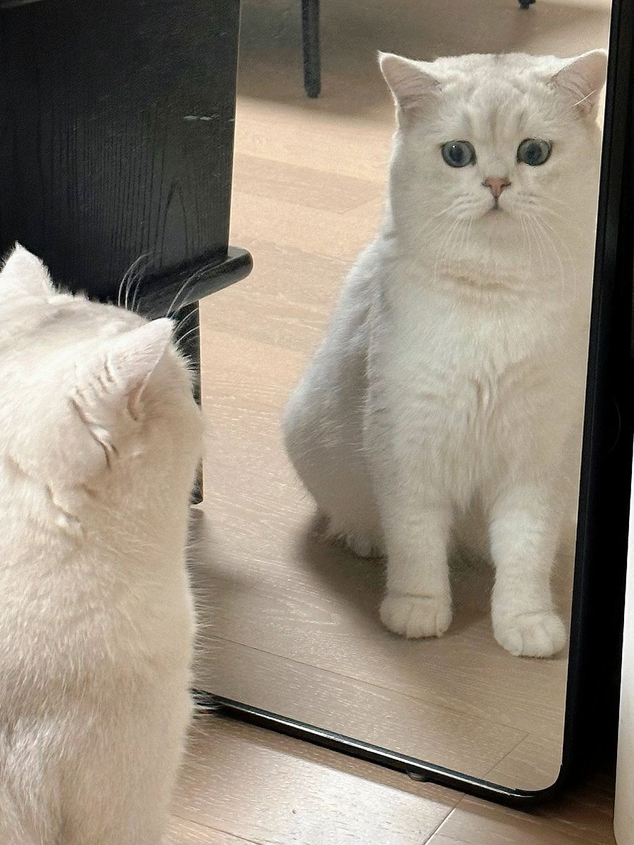 JonnePetson's tweet photo. 🦝📷 Turns out, I'm just a kitten What to do, Piggy realized he had become a cat! I looked and looked in the mirror and didn't seem happy with the fact that I was a cat #cat #pet https://t.co/nc7iMlWtvt