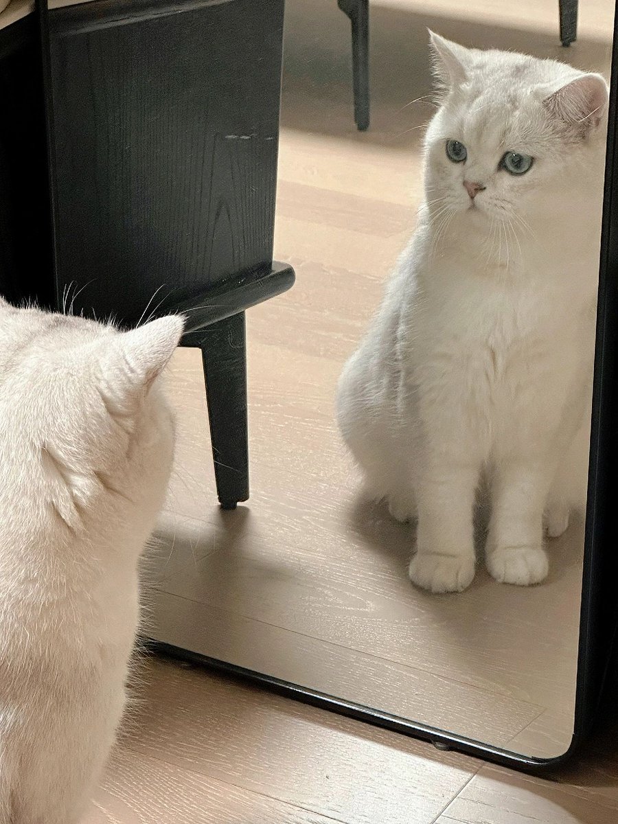 JonnePetson's tweet photo. 🦝📷 Turns out, I'm just a kitten What to do, Piggy realized he had become a cat! I looked and looked in the mirror and didn't seem happy with the fact that I was a cat #cat #pet https://t.co/nc7iMlWtvt