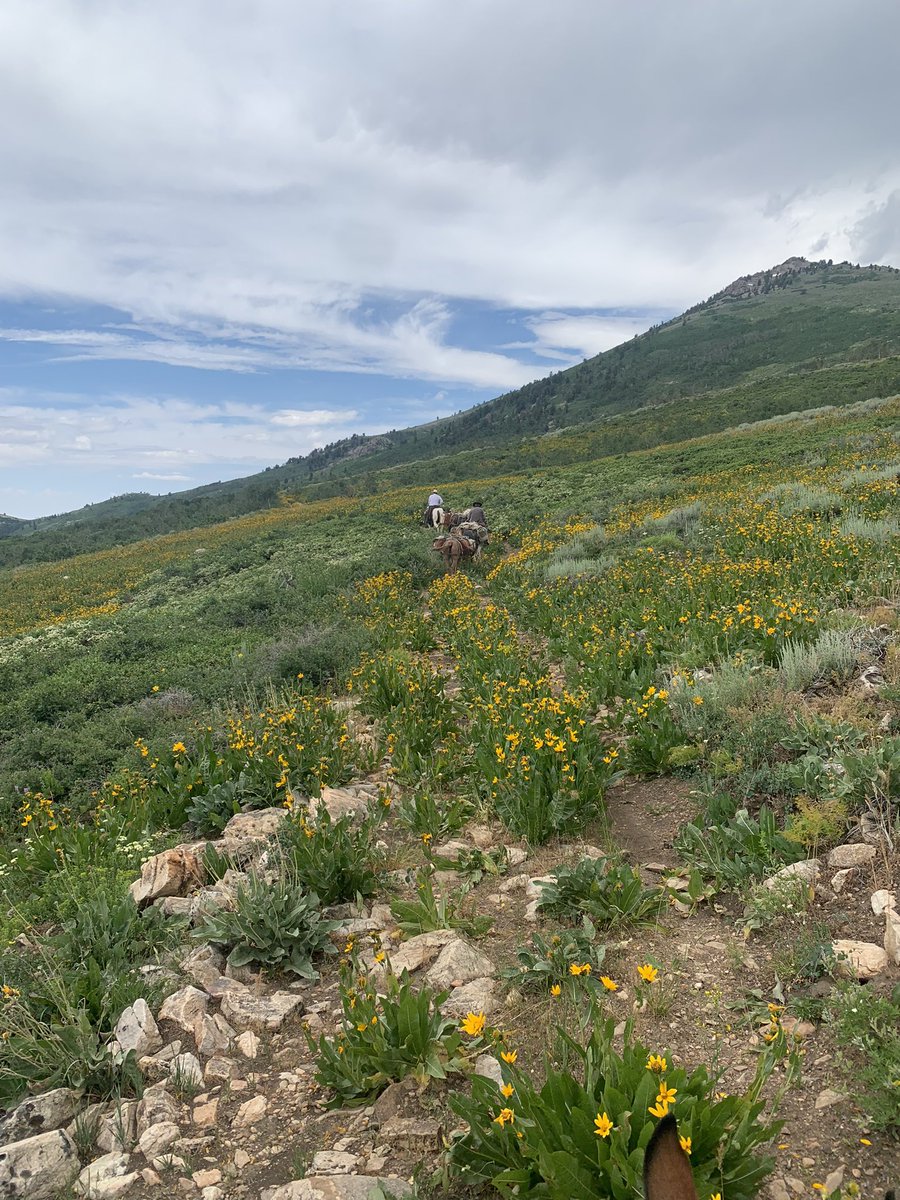 HumboldtToiyabe's tweet photo. Elko, NV - HTNF Range Staff and a member of the Backcountry Horsemen, packing in gear for the Sierra Club up the Ruby Crest Trail.
We believe our Forest Range program is one of the best in the nation!
#range #elkonevada #packmule #cowboys https://t.co/teFx7NOZfG
