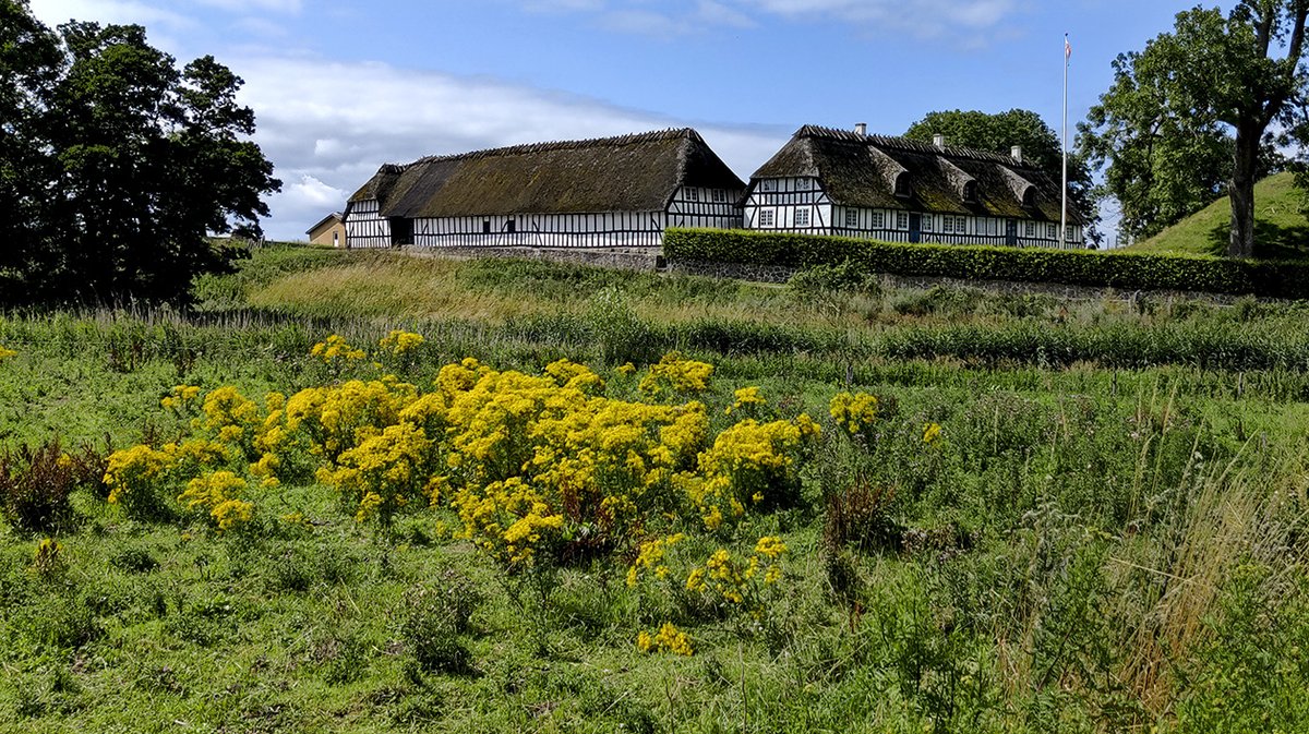 leogroendal's tweet photo. Fyn. 
Voldsgaard -  Odense Å  Holmehave bæk
resterne sig af et middelalderligt voldanlæg. 
Smukke gule blomster I  forgrunden - er den giftige Engbrandbæger. https://t.co/9LxGxXb4VL