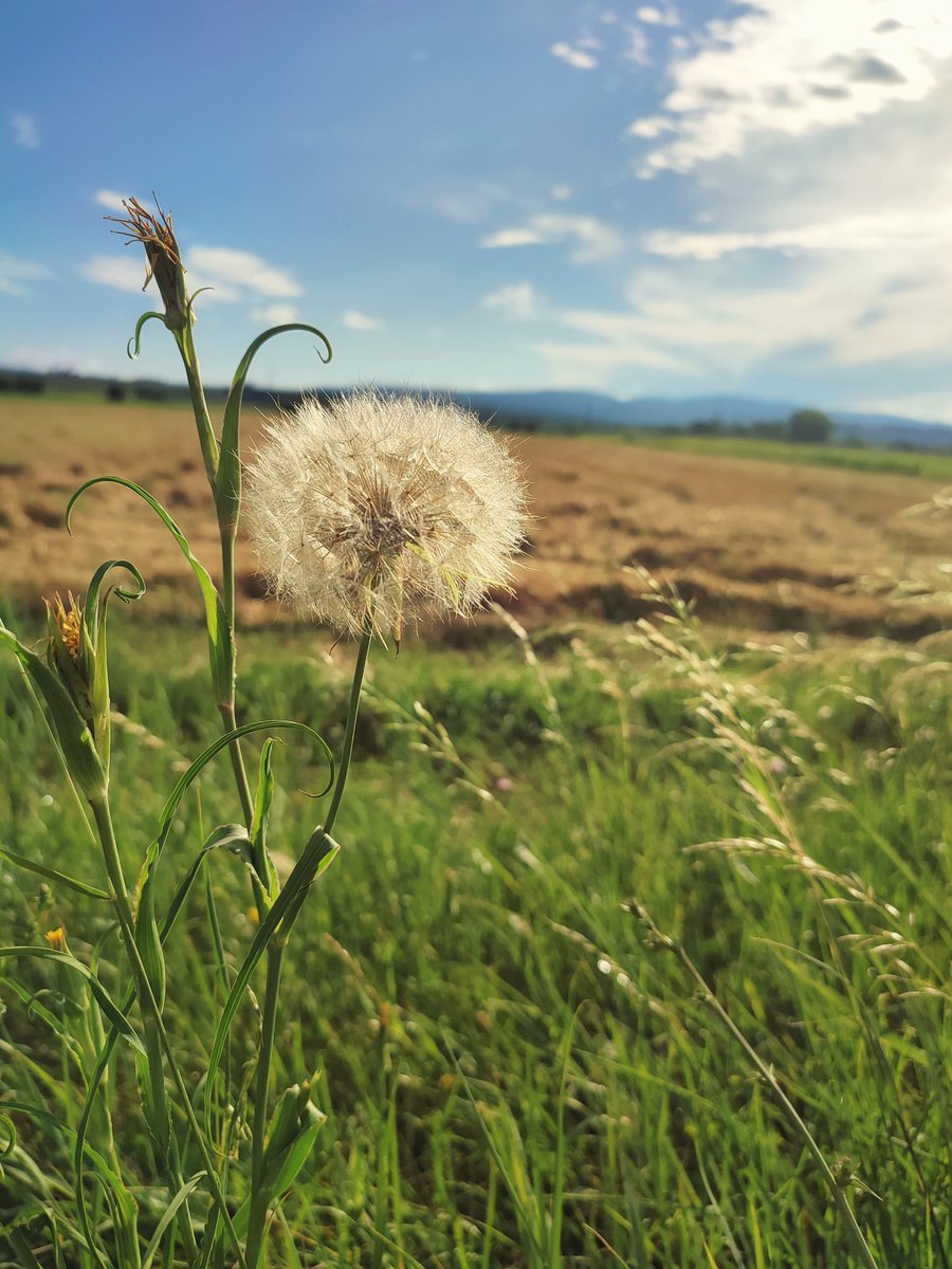 reveszkata's tweet photo. Pros of living next to nothing 😌
#field #walk #nature #NaturePhotography #NatureBeauty #naturelover #landscape #landscapephotography https://t.co/xVKWxCPffZ