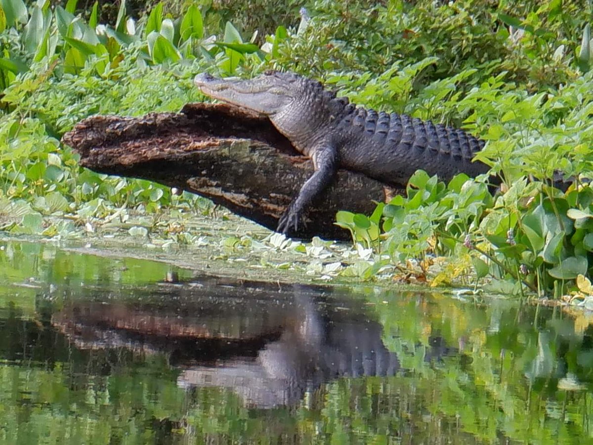 Gator and Teddy Gator.
Wacissa River  - Real Florida
#RealFlorida