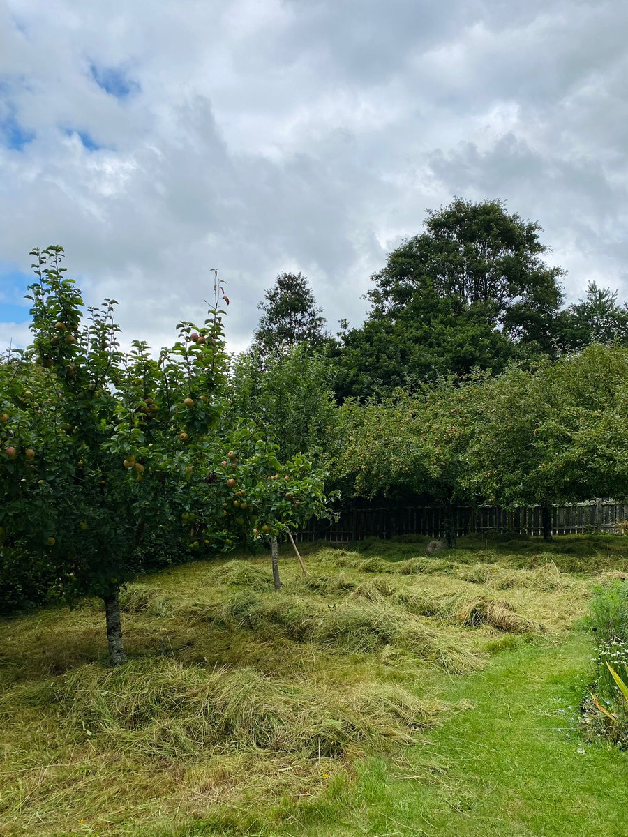 The <a href="/RHS_Rosemoor/">RHS Garden Rosemoor</a> team have been busy in the Cottage Garden meadow!

Cutting the meadow near the apple trees can be tricky, so they use a hand scythe, which provides a cleaner cut, is less harmful to wildlife, and is quieter 🌱 

What's the oldest garden tool in your shed?