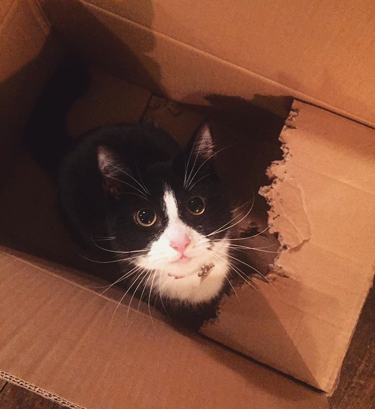 La_Triquetra's tweet photo. And Olivia was also Gemma's cat who passed away last year. Just saying... https://t.co/hTwgZ6gPR4