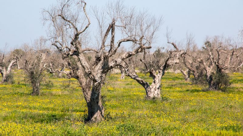 tuitterblu's tweet photo. @X come #Xylella 

#TwitterX https://t.co/BtZfWwvj1H