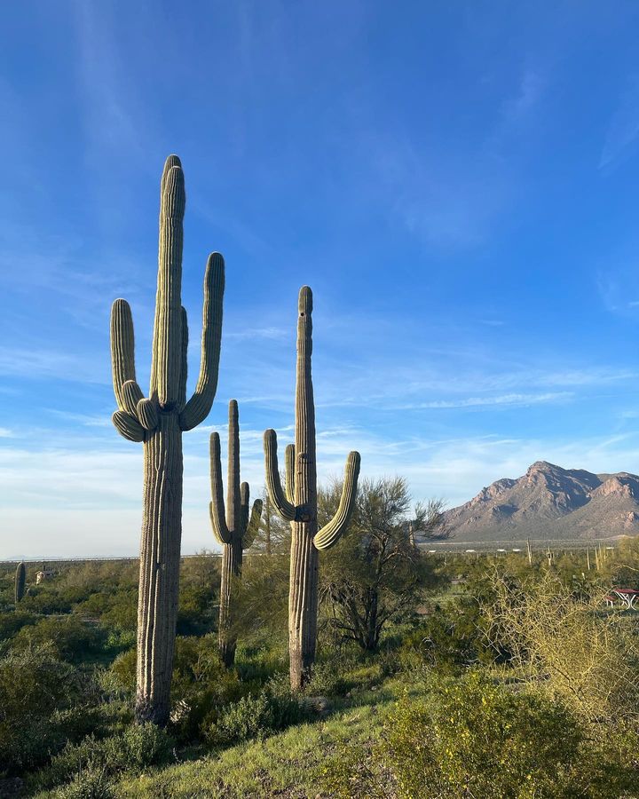 Simply iconic. 🌵 #SaguaroSunday
📍 Picacho Peak State Park 
📸 by @blackgirl_plantmagic