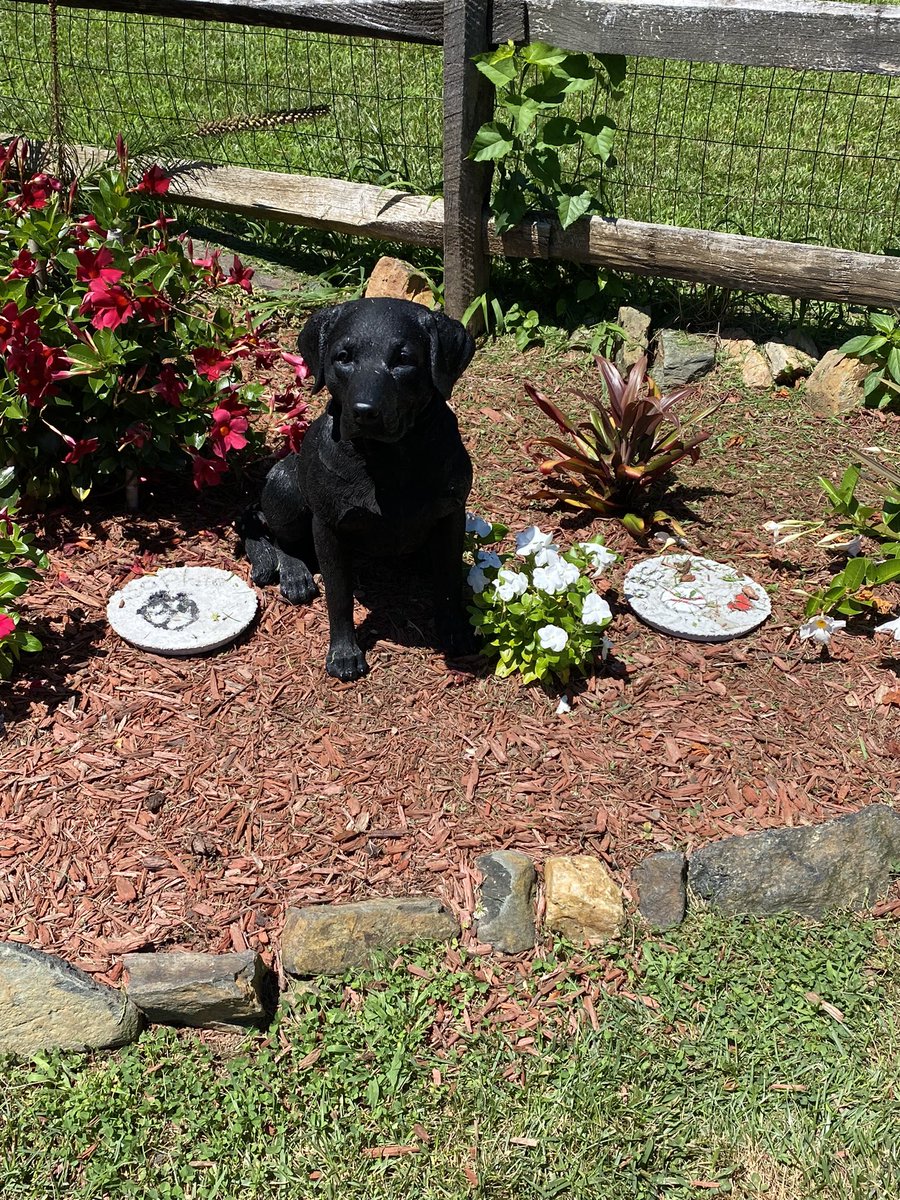 MajorLeagueWif's tweet photo. The MLW family would like to mourn the loss of one of very own Sophie. Sophie was an integral part of MLW with her passion for catching foul balls. She is the reason for the unique rule we installed “OBS” Out by Sophie. There is a memorial for Sophie in her backyard. RIP Sophie. https://t.co/PI84RSmdQ9
