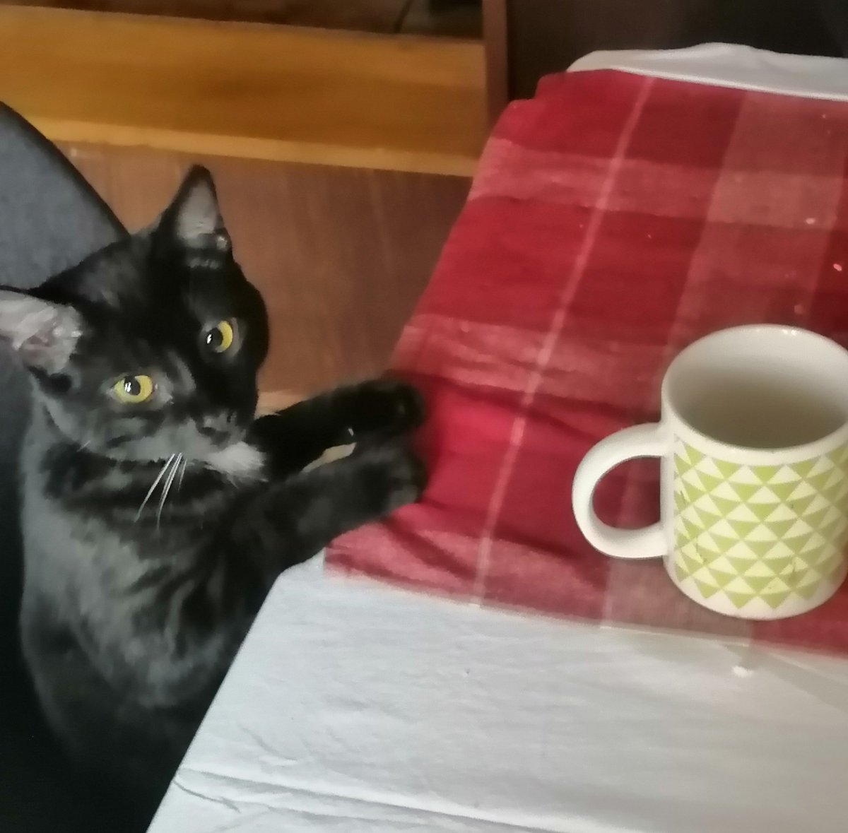 IgnasiohB's tweet photo. Mi gato spinetta xd https://t.co/z9NE5qeHg7