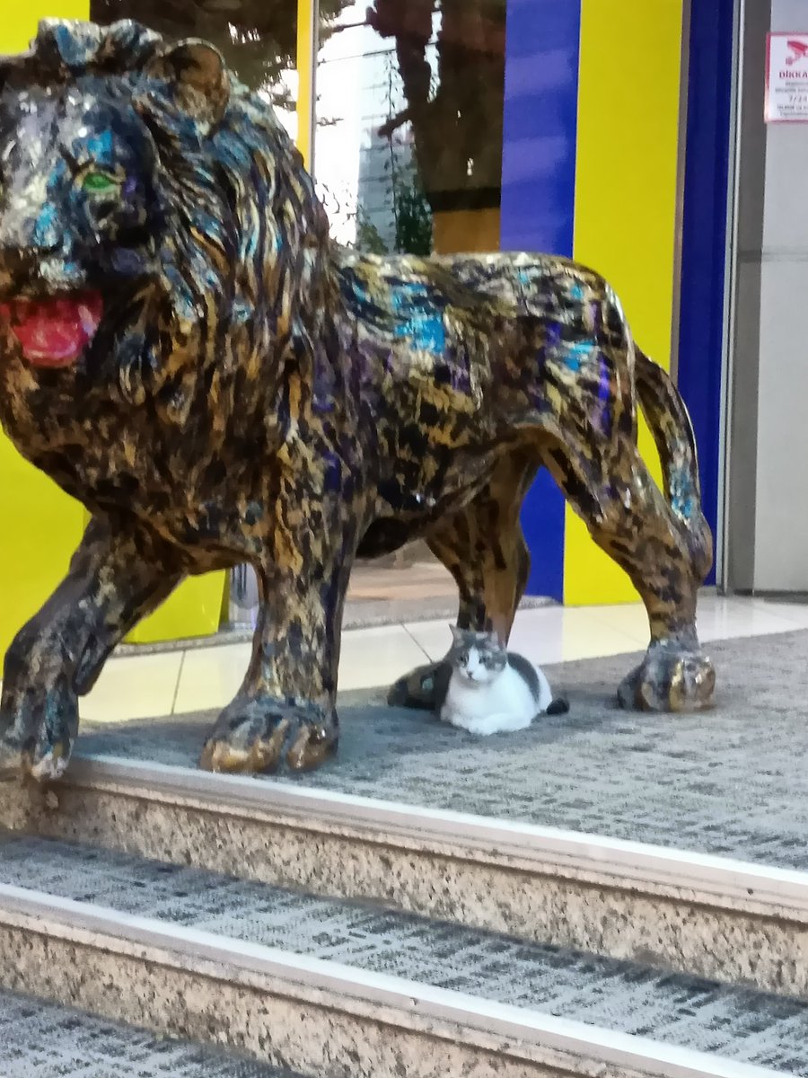 Afrika'ya götür aslanları kovalarım adlı duruş