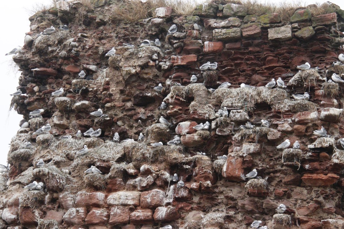 PratoStan's tweet photo. Despite avian flu good number of young kittiwakes starting to fledge at Dunbar  harbour. Productivity over 0.8/nest; still to finalise figures. Some shags  and  herring gulls also successful. @EdinburghNats @SteelySeabirder @SeabirdCentre @ScottishBirding https://t.co/InwcxBv39X