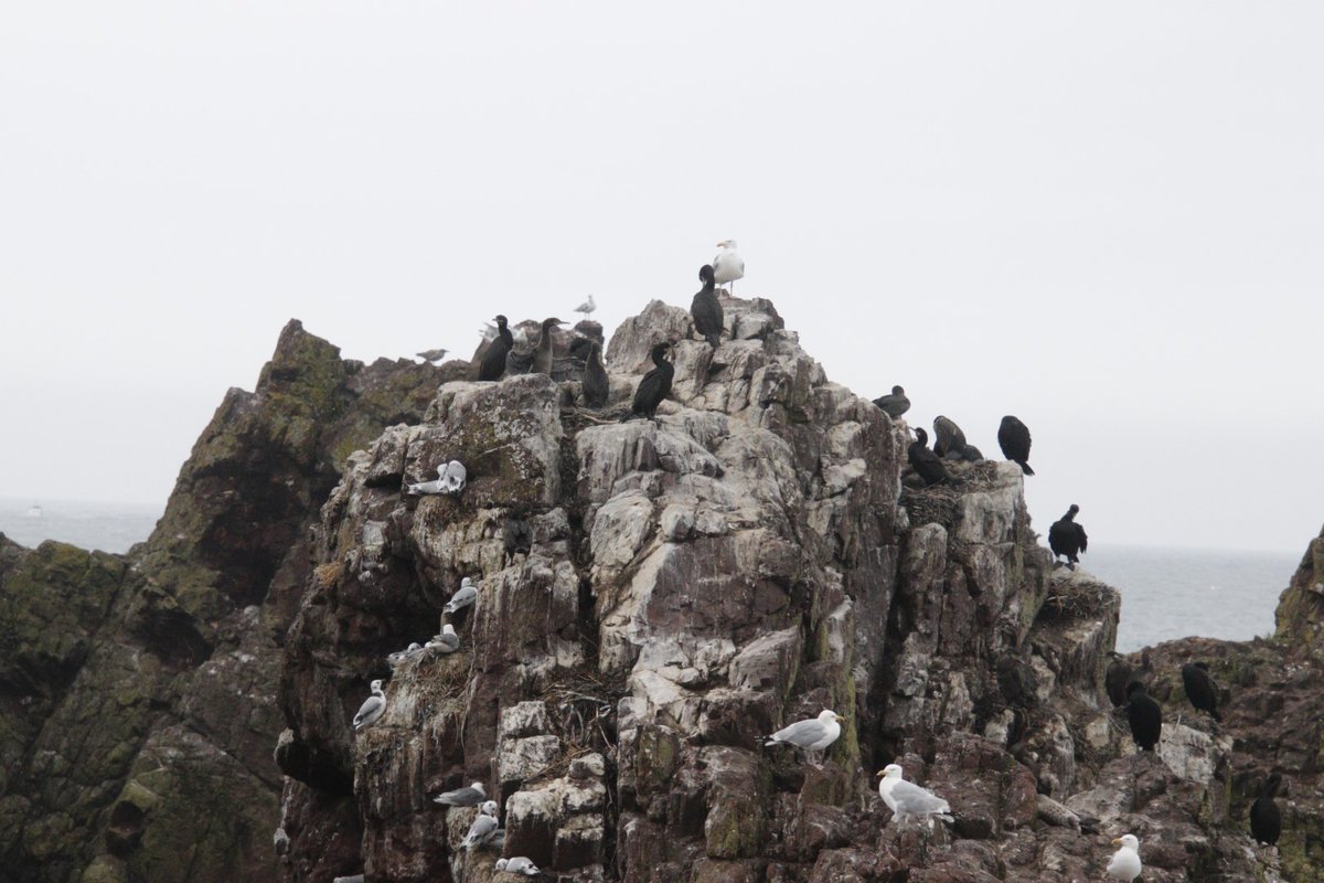 PratoStan's tweet photo. Despite avian flu good number of young kittiwakes starting to fledge at Dunbar  harbour. Productivity over 0.8/nest; still to finalise figures. Some shags  and  herring gulls also successful. @EdinburghNats @SteelySeabirder @SeabirdCentre @ScottishBirding https://t.co/InwcxBv39X