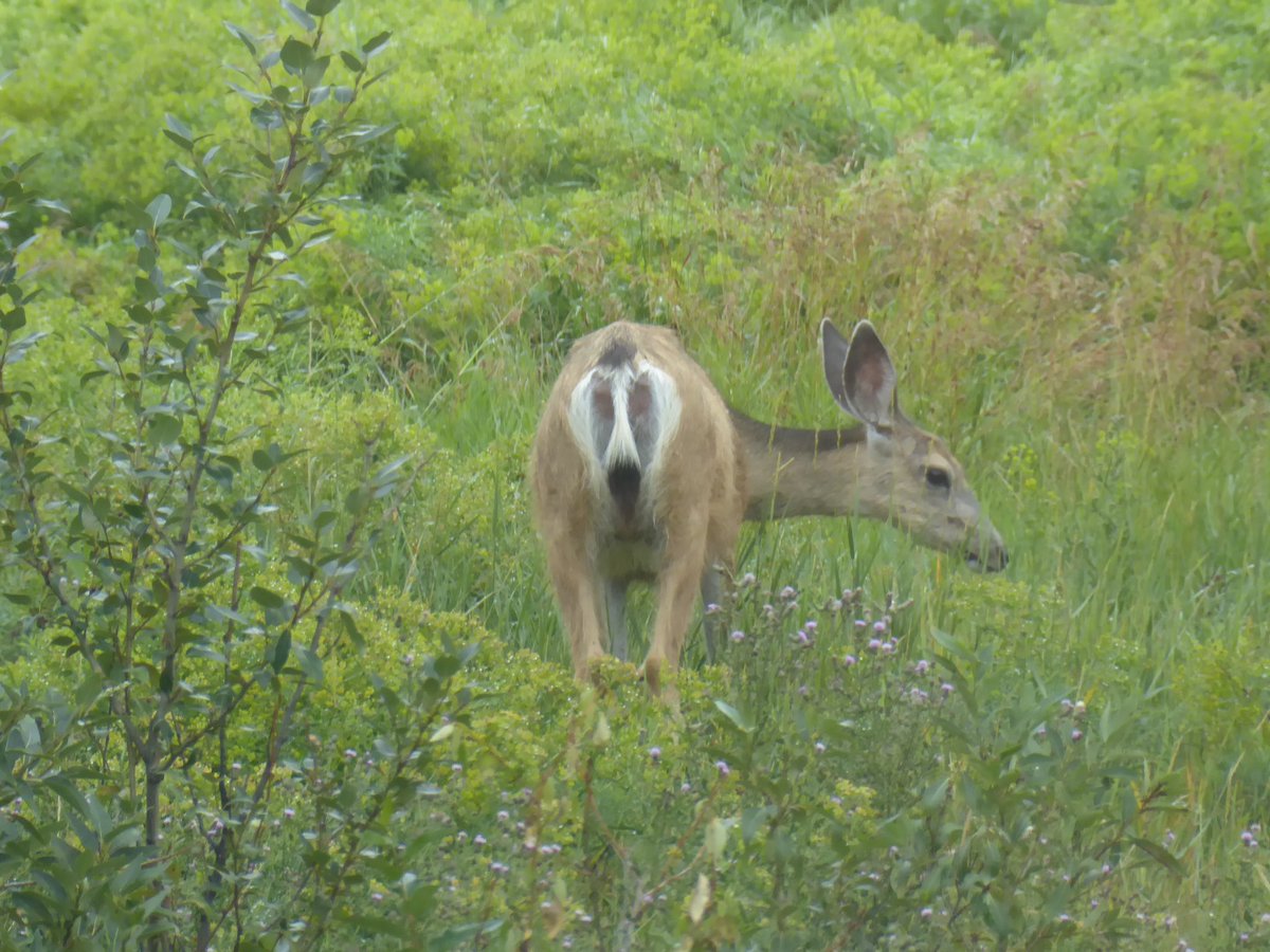 chickpeaman's tweet photo. Is it just me or does a white -tailed deers arse look like a (drill monkey) face or maybe it’s an #assquatch 😂? Is this a possible defence against predators? It’s Latin name Odocoileus virginianus should be revise to Odocoileus monkeyfaceanus #canada #Alberta #Calgary #deer https://t.co/UIbwsgs2nV