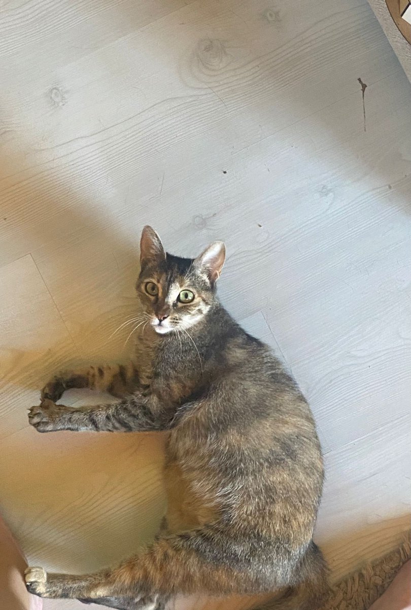 Eecemustundag's tweet photo. Herkese merhaba, bu fotoğrafını gördüğünüz canı henüz bir buçuk aylıkken sokakta bulmuştuk. İki ay kliniğin kafesinde kaldı, yuva aradık, bir kişi bile ona yuva olmak istemedi. 
Daha sonra kafeste daha fazla kalmasın, pansiyonda yuva ararım diyerek pansiyona aldırdım fakat+ https://t.co/4ki50RV2uP