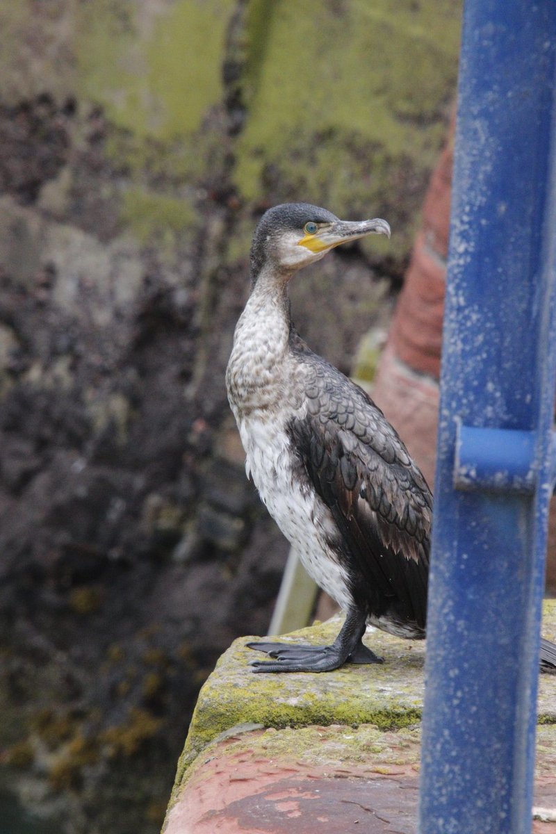 PratoStan's tweet photo. Unfortunately there  is evidence of avian  flu at Dunbar. This unusually tame immature cormorant is probably  infected. A guillemot in the harbour  is  unusual suggesting  it is not entirely well. @ELCrangers @EdinburghNats @SteelySeabirder @ScottishBirding @SeabirdCentre https://t.co/yWPk3AxS1s