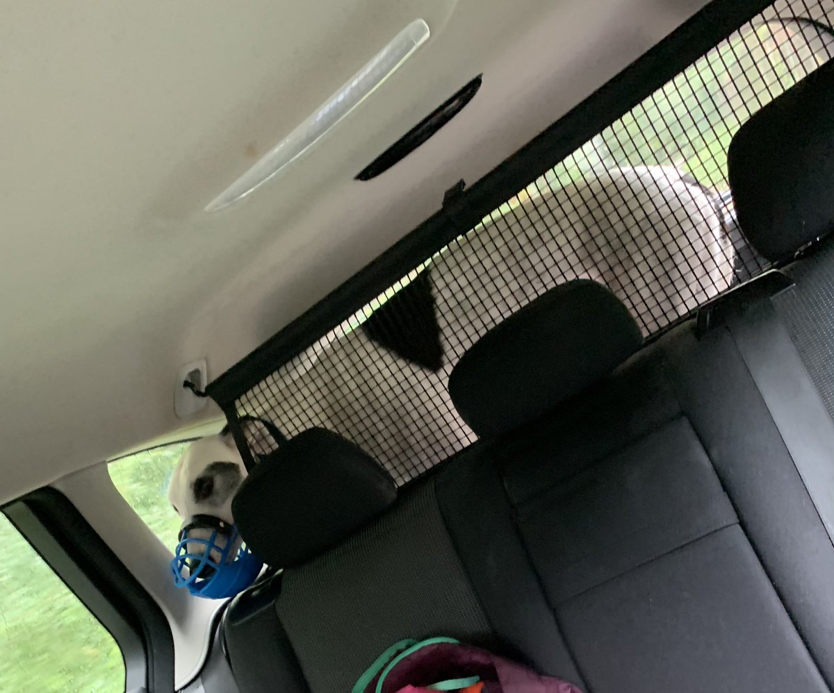 PurpleKelly8's tweet photo. Look whoβs on his way home πΆβοΈ #ShrewdCall https://t.co/UPZowHc7qz