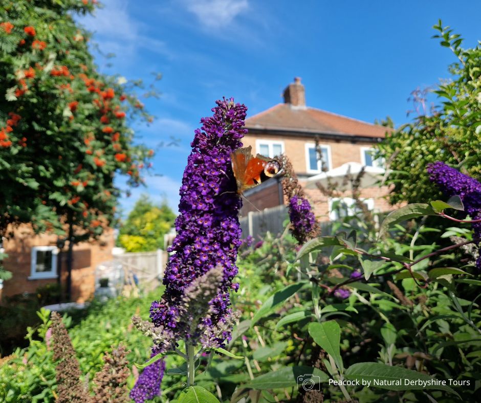 Butterfly Conservation 🦋 tweet media