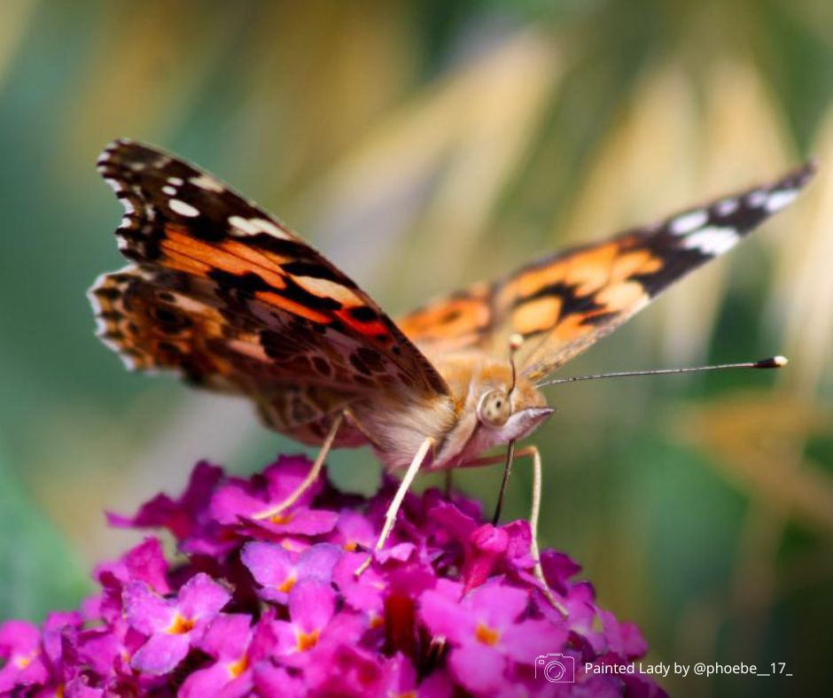 Butterfly Conservation 🦋 tweet media