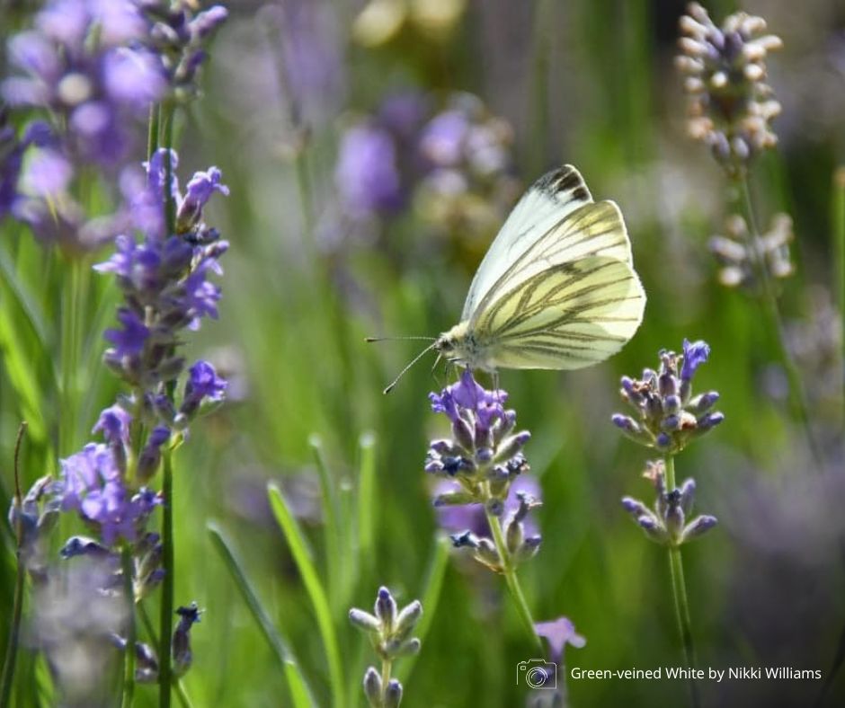 Butterfly Conservation 🦋 tweet media