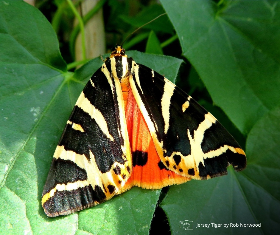 Can you believe we're already at the end of week 2 of #BigButterflyCount? 🦋 Thank you to everyone who has taken part so far and for sending us your brilliant photos! 📸🙏 #SaveButterflies #MothsMatter