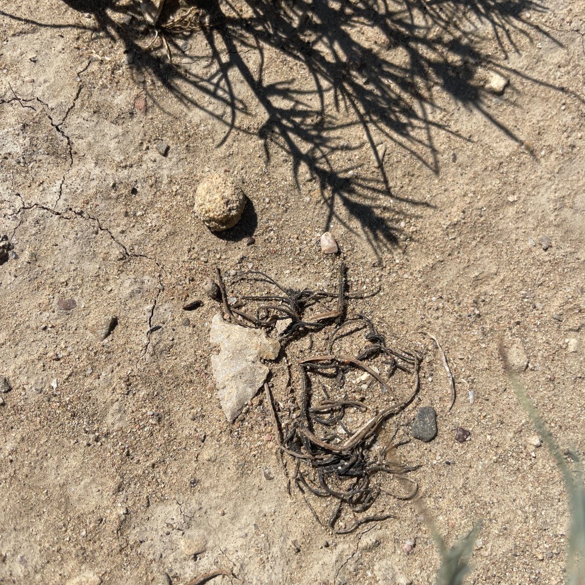 FredEichler's tweet photo. Can you see it?   It's one of my favorite things to do...artifact hunting.

#everythingeichler #fulldrawoutfitters #fredeichler #itsinmynature #itsalifestyle #outdoors #liveoutdoors #outside #whatgetsyououtside #fueledbynature #adventure #artifacts #artifacthunting https://t.co/P3pIXTFkoy