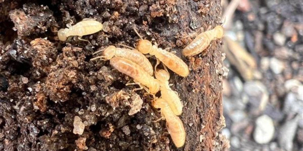 Termite infestations can get out of hand very quickly. As a homeowner, it’s important to do everything you can to be proactive and protect yourself from costly termite damage. Request your free termite control estimate today: bit.ly/3nnjU8X