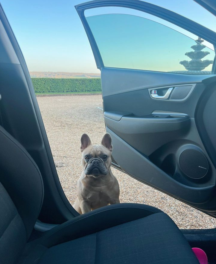 FrenchBullDogd5's tweet photo. Did somebody say ‘car’ 🚗🐾🙌🏼 I love going in the car because I’m nearly always going somewhere fun (Ps I even love the vets) 🤩 🎉
.
.
#frenchie #frenchbulldoguk #frenchies #frenchiesuk #kent #kentdogs #discoverkent #kentwalkies #frenchie_bulldog #frenchiecrew #lovefrenchies https://t.co/BYb3iMtc3o