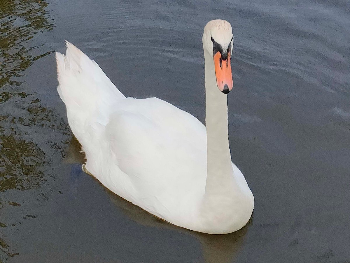 LaNinaCaracol's tweet photo. Rencontre de la journée! 😊🦢🦢
 #cygnes #hautesaone #hericourt https://t.co/git4thi9lh