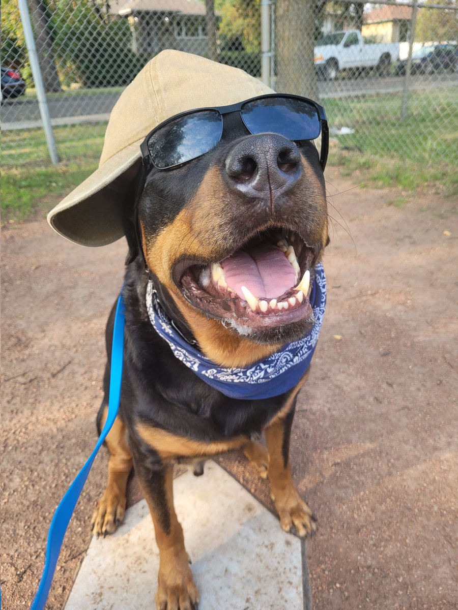 servicerotties's tweet photo. You have the power to change the world today. 
Maybe not the entire world, but somebody's world. You have the power to make all sorts of differences in the lives of those around you. 
But it's up to you to use your superpowers for good, not evil. Think, act, and speak wisely. 

#WoofsOfWisdom