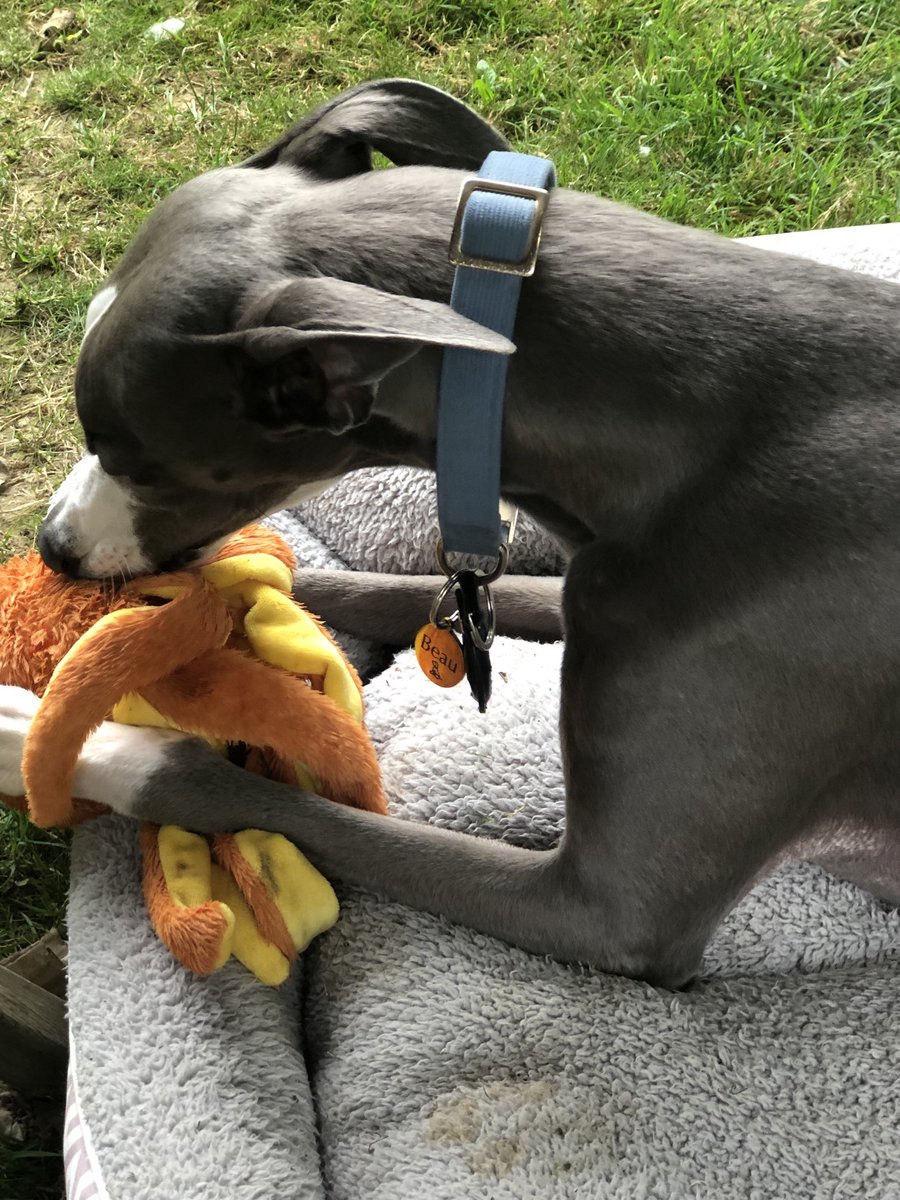 De Hoodad bought me an Octopus toy. Me likes it a lot but it has deaded itself in 10 minutes. Stuffing coming out now. Just need to find de noisy bit!  Poor Octopus!❤️❤️🐾🐾🐾❤️🐾🐾❤️🐾